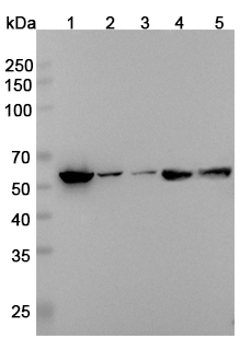 Anti-XPNPEP3 Polyclonal Antibody binds to Recombinant Human XPNPEP3, N-His in WB Assay