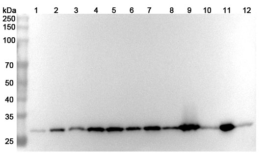 Anti-YWHAZ Polyclonal Antibody binds to Mouse YWHAZ Recombinant Protein, N-His in WB Assay