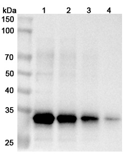 Anti-Zaire ebolavirus NP/Nucleoprotein Polyclonal Antibody in WB Assay