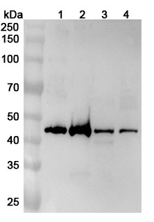 Anti-ZNF24 Polyclonal Antibody binds to Recombinant Human ZNF24 Protein, N-His in WB Assay