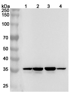 ANXA1 Polyclonal Antibody binds to ANXA1, N-His, recombinant protein in WB Assay