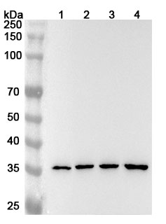 ANXA2 Polyclonal Antibody binds to ANXA2, N-His, recombinant protein in WB Assay