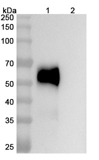 Astegolimab Biosimilar - Research Grade in WB Assay