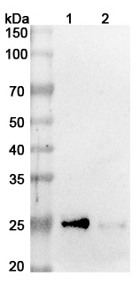 Azintuxizumab Biosimilar - Anti-CD319;SLAMF7 mAb - Research Grade in WB Assay