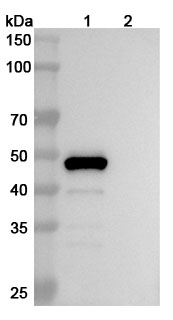 Belimumab Biosimilar - Anti-TNFSF13B, CD257 mAb - Research Grade in WB Assay