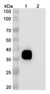 Research Grade Benmelstobart in WB Assay
