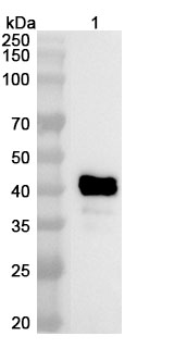 Besufetamig Biosimilar - Research Grade in WB Assay
