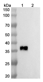 Betifisolimab Biosimilar - Anti-CD274 mAb - Research Grade binds to Human CD274 recombinant protein in WB Assay