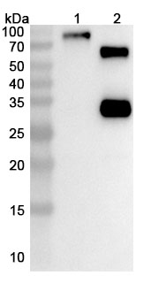 Bexatamig Biosimilar - Research Grade in WB Assay