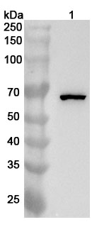 BRAF Polyclonal Antibody binds to BRAF, N-His, recombinant protein in WB Assay