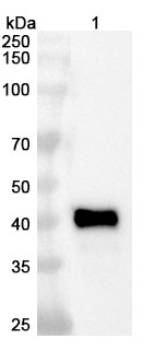 Research Grade Cabotamig in WB Assay