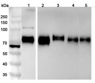 CD155 / PVR Polyclonal Antibody  in WB Assay