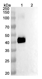 Ciduvectamig Biosimilar - Anti-TMEFF2, CD3E mAb - Research Grade in WB Assay