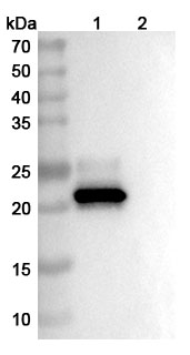 Clazakizumab Biosimilar - Anti-IL6 mAb - Research Grade binds to IL6, C-His, recombinant protein in WB Assay