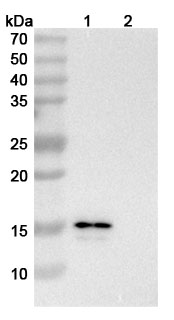 CM101 Biosimilar - Anti-CCL24;Eotaxin-2;MPIF-2 mAb - Research Grade in WB Assay