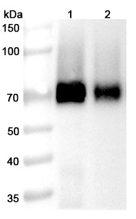 Codrituzumab Biosimilar - Anti-GPC3 mAb - Research Grade in WB Assay