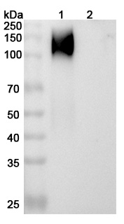 cT84.66 Biosimilar - Anti-CD66e;CEA mAb - Research Grade in WB Assay