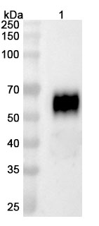 Dalmitamig Biosimilar - Research Grade in WB Assay