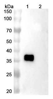 Danburstotug Biosimilar - Anti-PD-L1 mAb - Research Grade in WB Assay