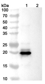 Research Grade Dazukibart in WB Assay