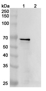 Anti-Human MAPT;Tau;PHF-tau (DC8E8) Biosimilar - Anti-MAPT;Tau mAb - Research Grade in WB Assay