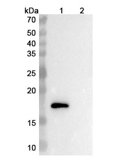 Ebrasodebart Biosimilar - Research Grade in WB Assay