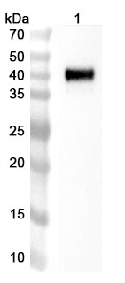 Emfizatamab Biosimilar - Anti-CD3e,CD19,CD274,TNFRSF9 mAb - Research Grade in WB Assay