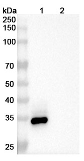 Enavatuzumab Biosimilar - Anti-TNFRSF12A; CD266 mAb - Research Grade in WB Assay
