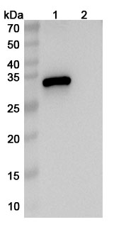 Etentamig Biosimilar - Research Grade in WB Assay