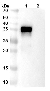 Gimistotug Biosimilar - Research Grade in WB Assay