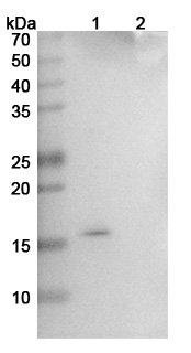 Ginisortamab Biosimilar - Anti-CKTSF1B1 mAb - Research Grade in WB Assay