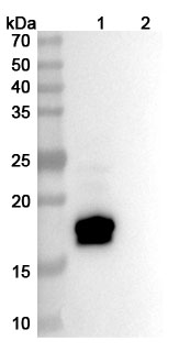 Glofitamab Biosimilar - Anti-CD3E; MS4A1 mAb - Research Grade in WB Assay