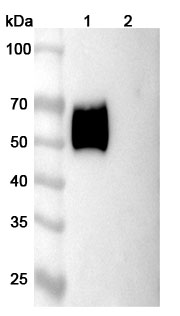 Human CD116/CSF2RA Monoclonal Antibody binds to Human CD116/CSF2RA Recombinant Protein, C-Fc in WB Assay
