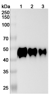 Human CD14 (28C5) Monoclonal Antibody binds to Human CD14 recombinant protein in WB Assay