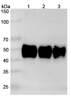Human CD37/TSPAN26 (HH1) Monoclonal Antibody binds to Human CD37 recombinant protein in WB Assay