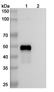 Human CD37/TSPAN26 Monoclonal Antibody binds to Human CD37 recombinant protein in WB Assay