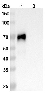Human CD48 Monoclonal Antibody binds to Mouse CD48 Recombinant Protein, C-His in WB Assay