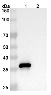 Human CD9 Monoclonal Antibody binds to Human CD9 Recombinant Protein, N-GST in WB Assay