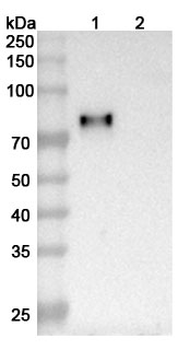 Human SIGLEC8/SAF-2 Monoclonal Antibody binds to Human SIGLEC8-SAF-2 recombinant protein in WB Assay