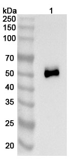 Human TSHR/LGR3 (K1-70) Monoclonal Antibody