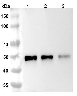 Ibalizumab Biosimilar - Anti-CD4 D3 domain mAb - Research Grade in WB Assay