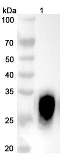 Iladatuzumab Biosimilar - Anti-CD79B mAb - Research Grade in WB Assay