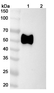 InVivoMAb Anti-HSV1/HHV1 gE/Envelope glycoprotein E (Iv0046) in WB Assay