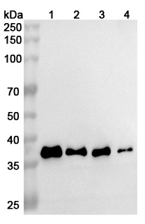 InVivoMAb Anti-Human APOE Antibody (Iv0128) binds to Recombinant Mouse APOE Protein, N-His in WB Assay