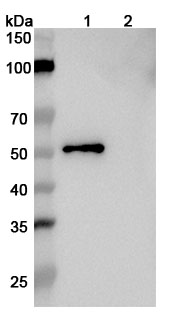InVivoMAb Anti-Human APOE2/3/4 Antibody (HJ15.4) binds to Recombinant Human APOE4 Protein, N-Trx-His & C-His in WB Assay