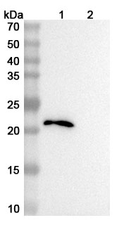 InVivoMAb Anti-Human CCL11/Eotaxin (Iv0081) binds to CCL11 recombinant protein in WB Assay