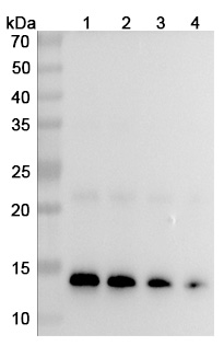 InVivoMAb Anti-Human CCL2/MCP-1 (Iv0077) binds to Mouse CCL2 recombinant protein in WB Assay