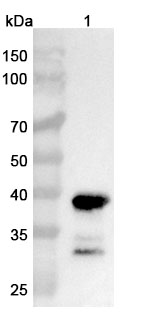 InVivoMAb Anti-Human CNR1/CB1 VHH (6B7) in WB Assay