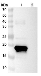 InVivoMAb Anti-Human CSF3/G-CSF (Iv0054) binds to Human CSF3 / G-CSF recombinant protein in WB Assay