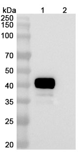 InVivoMAb Anti-Human ERBB2/HER-2 & CD3e Bispecific Antibody (Iv0231) binds to Human ErbB2 Recombinant Protein in WB Assay